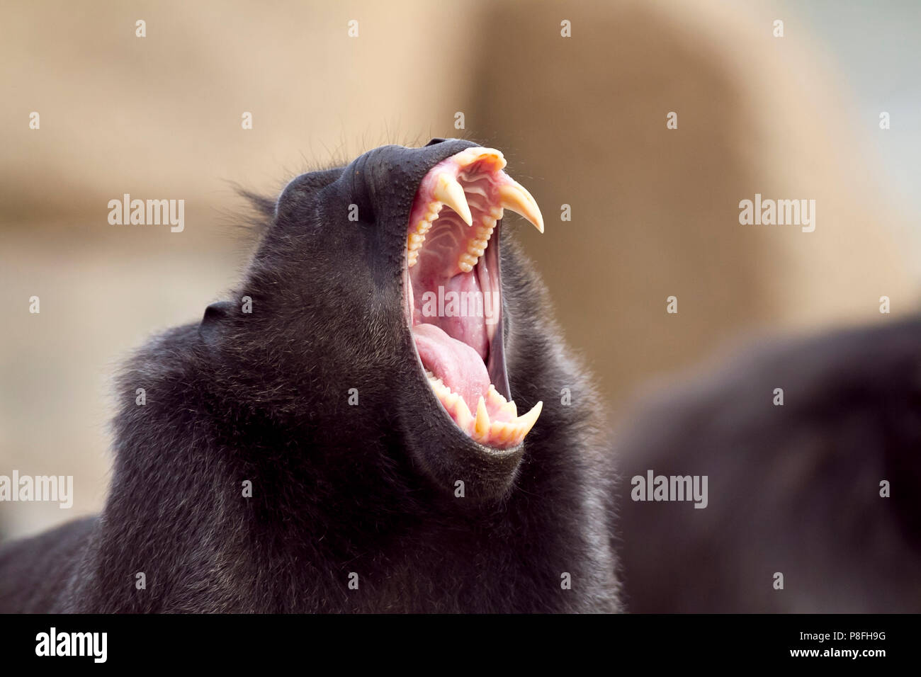 Schwarze Makaken, crested schwarzen Makaken gefährdet Stockfoto