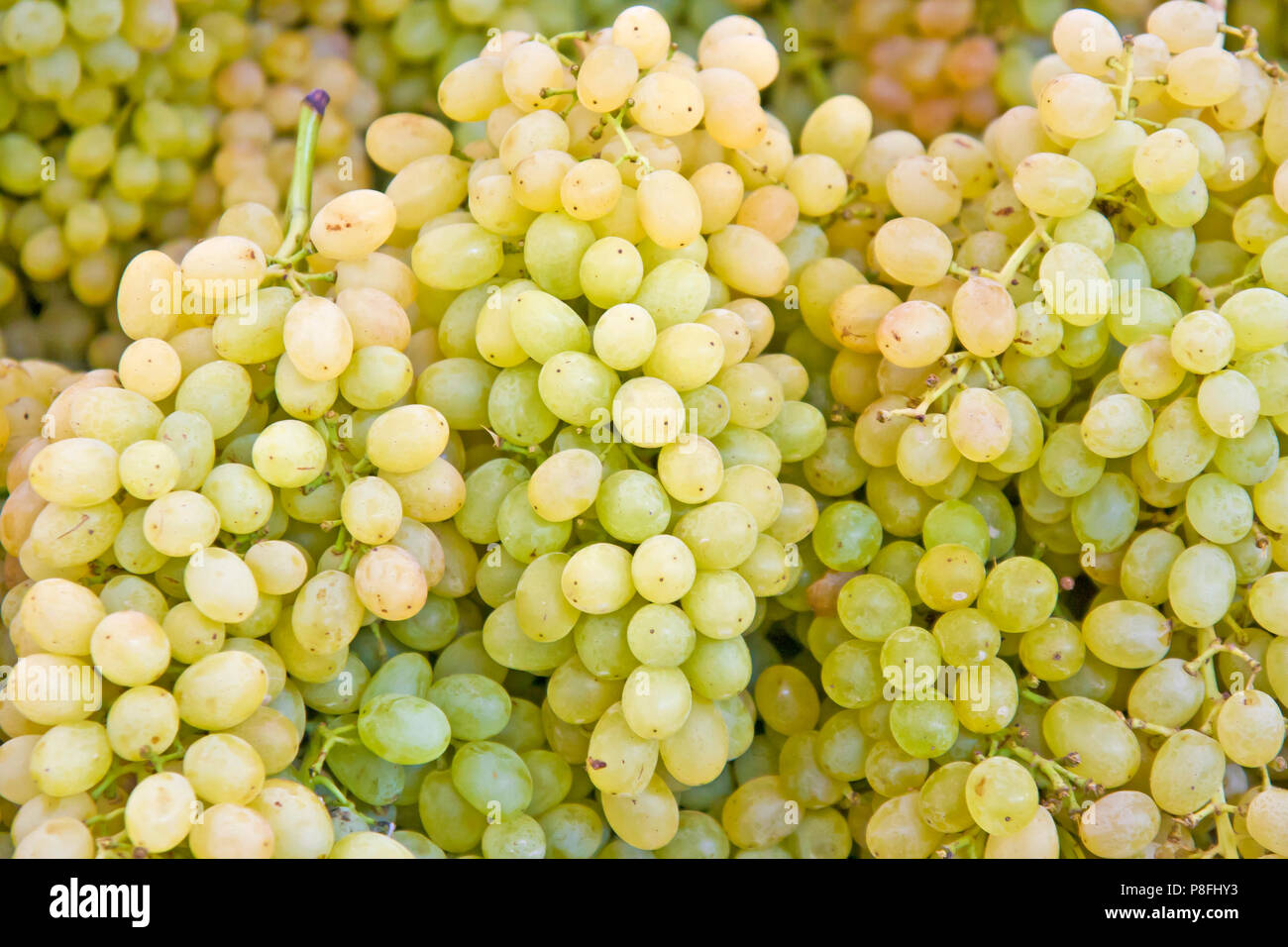 Weißwein-Trauben Stockfoto