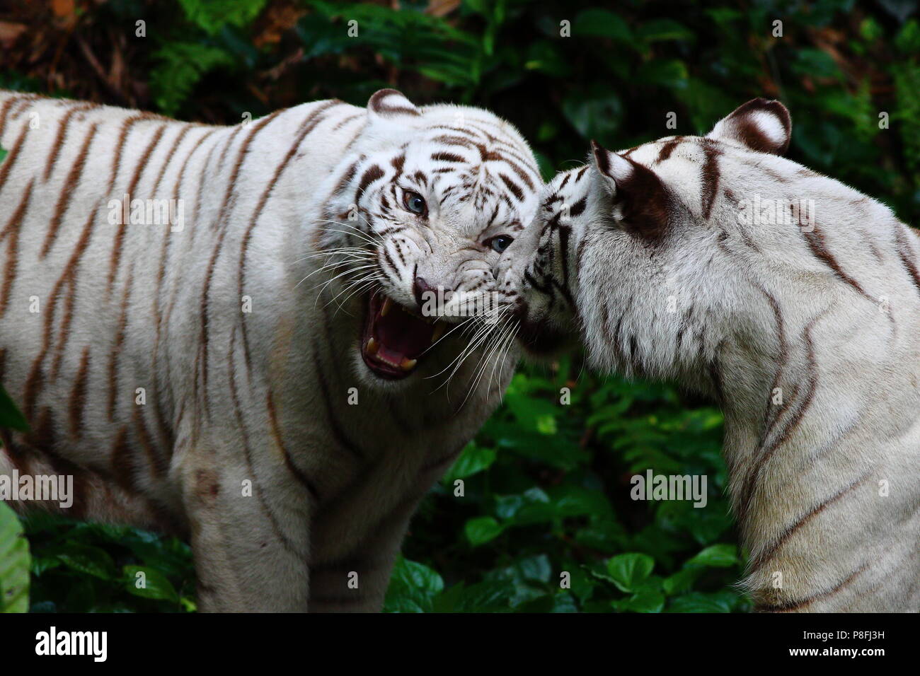 Die weißen Tiger kämpfen Stockfoto