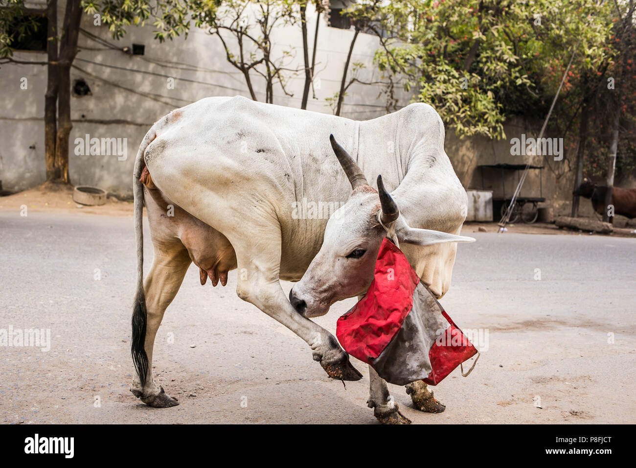 Eine Kuh und eine Plastiktüte in den Straßen von Indien Stockfoto