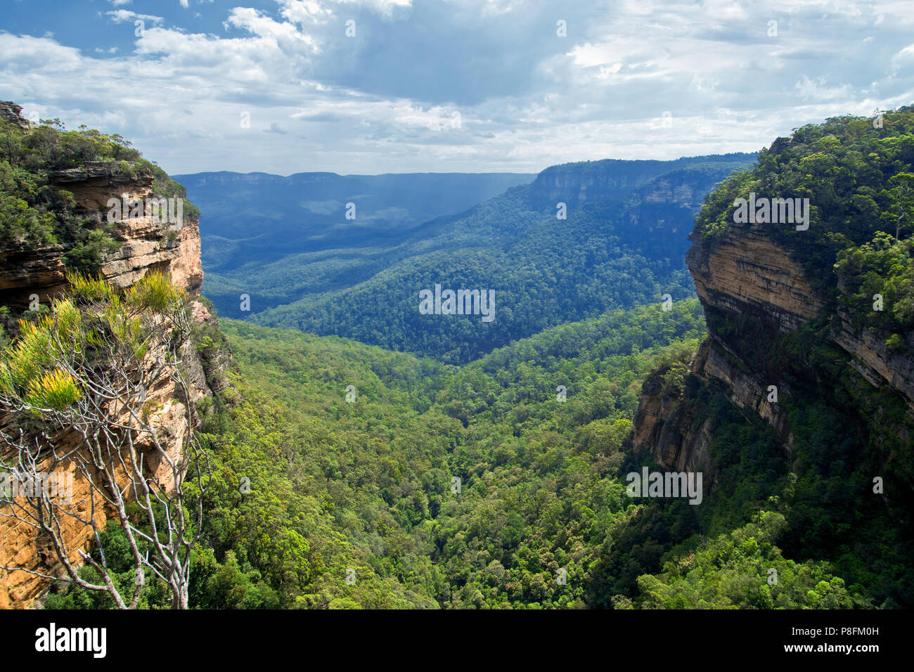 Blaue Berge Landschaft Sommer in Australien. Stockfoto