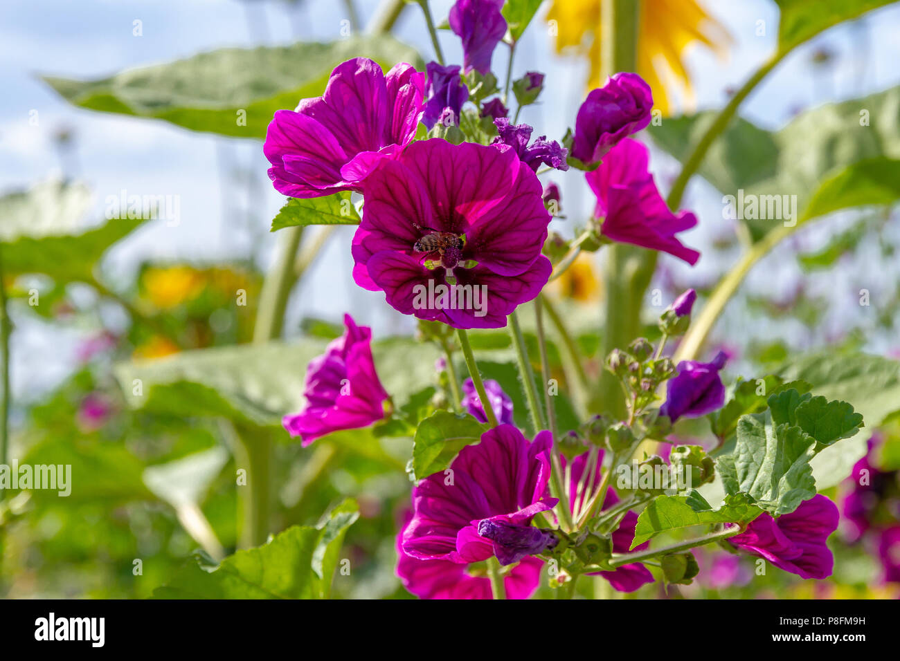 Blume Bereich im Sommer Stockfoto