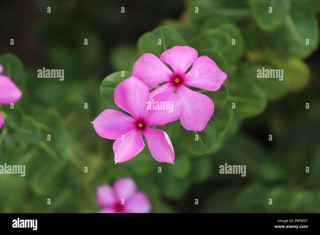 Schönen frischen Blume von Madagaskar Periwinkle oder Rosige Immergrün Stockfoto