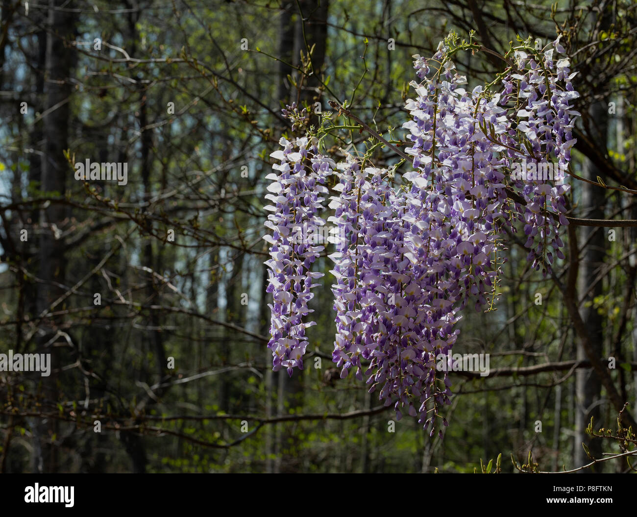Violett und Weiß blühenden Glyzinien Blumen auf Woodland Reben. Stockfoto