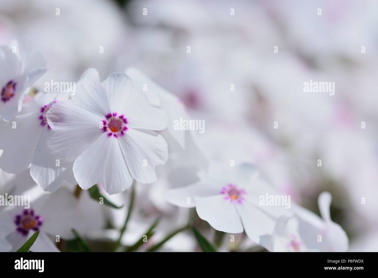In der Nähe von Moos phlox in Boom Stockfoto