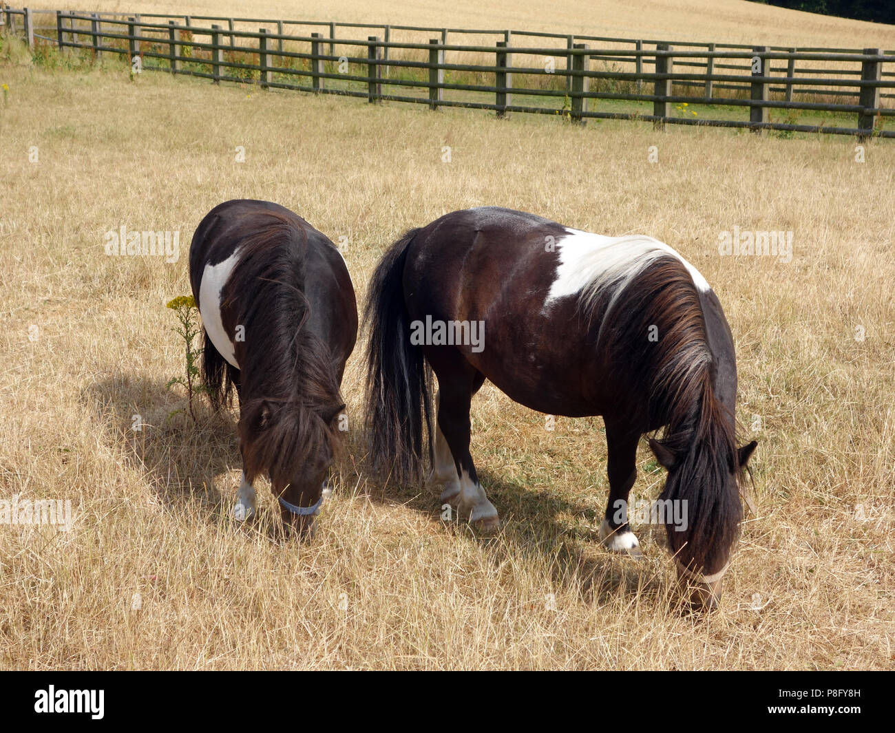 Nach den heißesten Sommer seit Jahren in England 2018 hat der Rasen in einem sehr schlechten Zustand und die kleinen Ponys Essen von schlechter Qualität Gras links Stockfoto