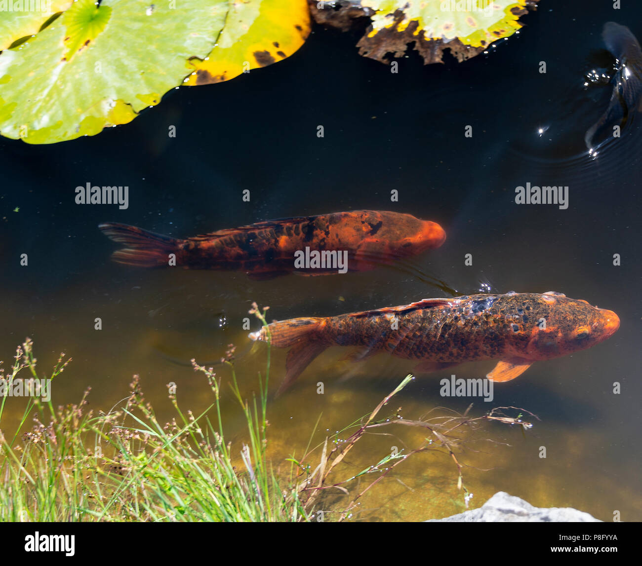Farbenfroher KoiKarpfen Schwimmen im Teich am Genfer See im Swiss