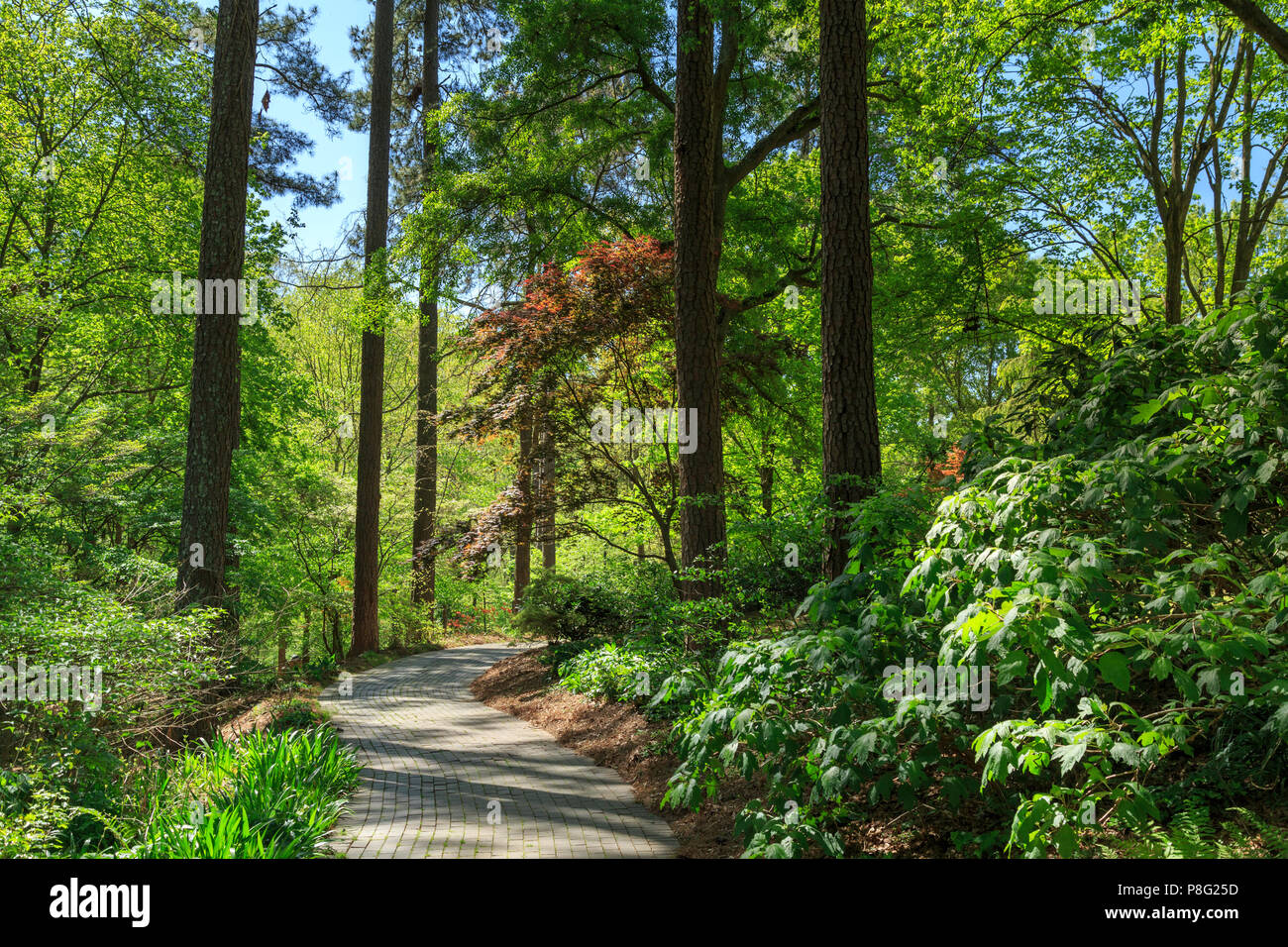 Der Weg in South Carolina Botanischer Garten im Frühling, Clemson, South Carolina, USA Stockfoto