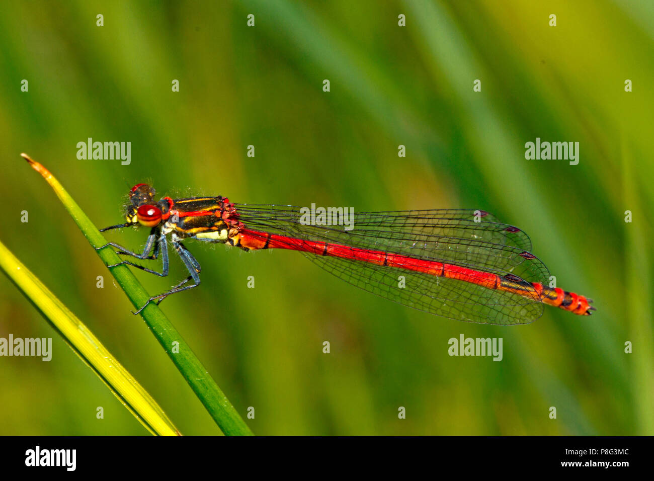 Große rote damselfly, (Pyrrhosoma nymphula) Stockfoto