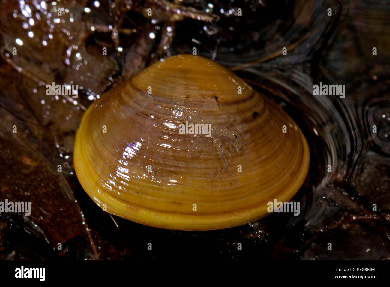 Swan mussel, (Anodonta cygnea) Stockfoto