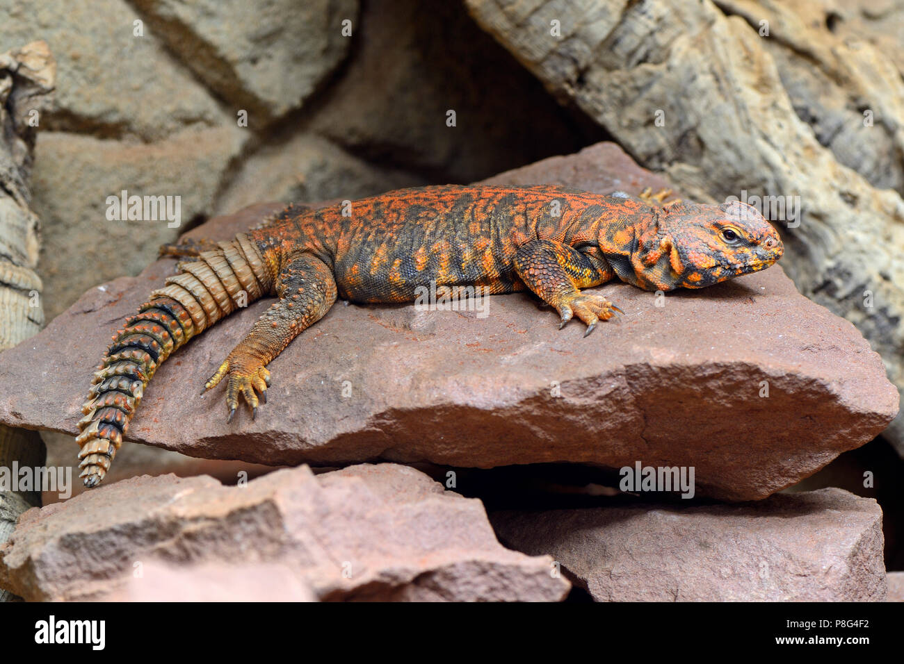 Zentralsahara-Dornschwanz, nordafrikanische Dornschwanzagame (Uromastyx acanthinurus), Captive, Vorkommen sind Stockfoto