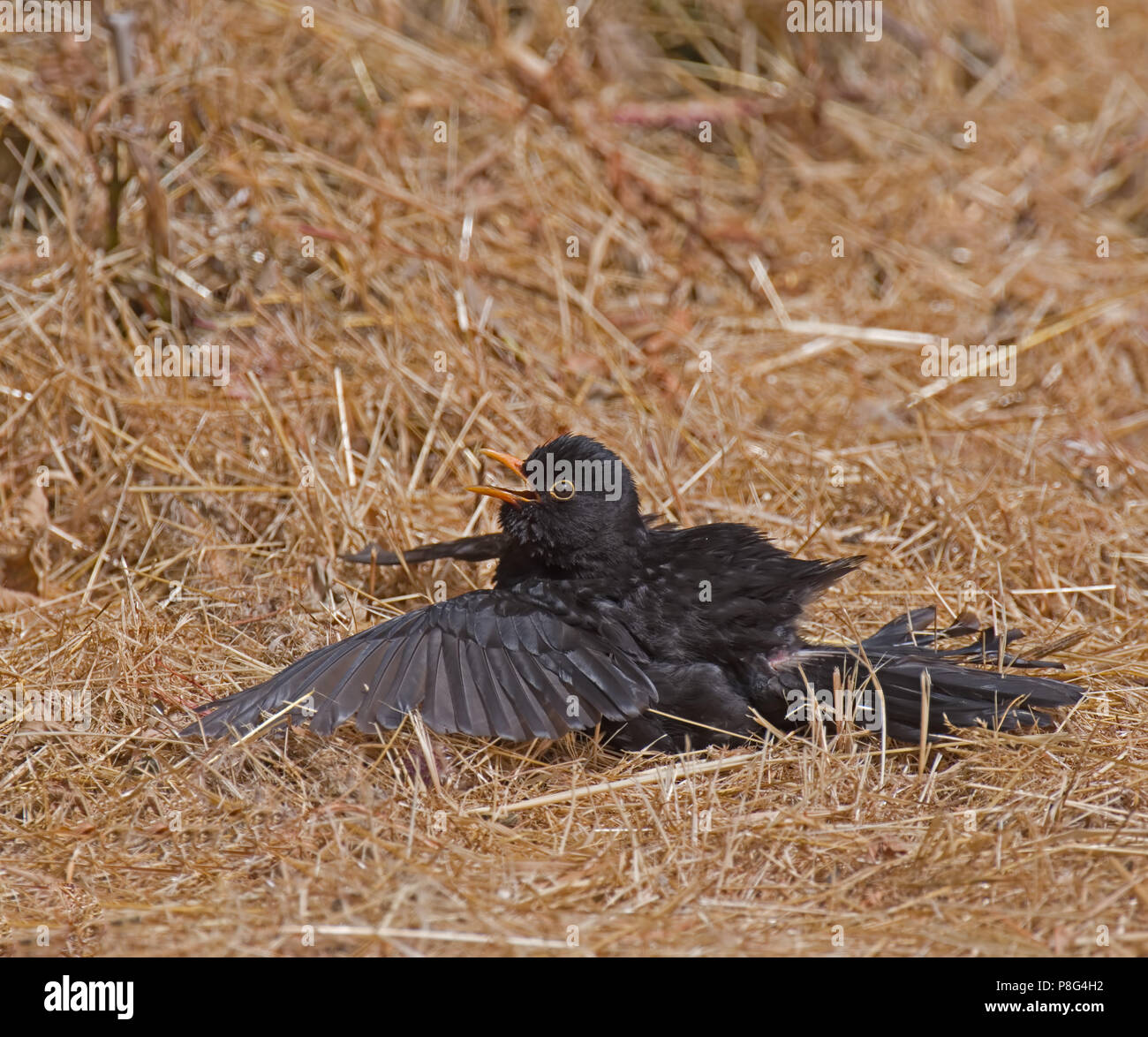 Blackbird, Tardus merula Stockfoto