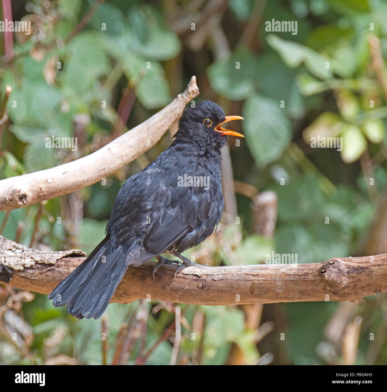 Blackbird, Tardus merula Stockfoto
