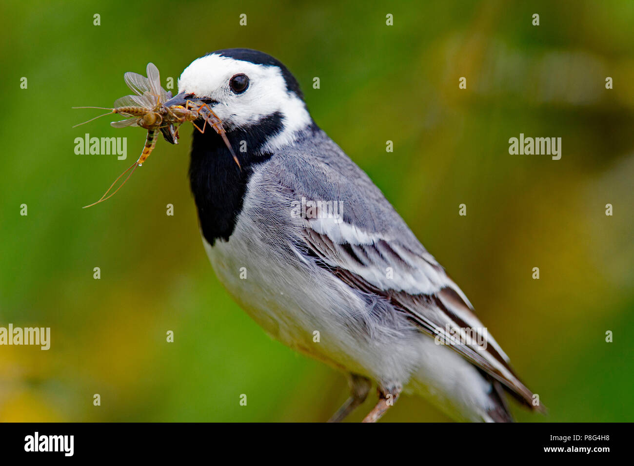 Bachstelze mit Eintagsfliegen, (Motacilla Alba) Stockfoto