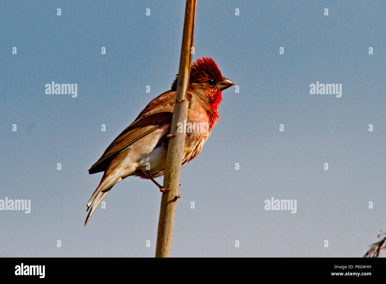 Common rosefinch, männlich, (Carpodacus erythrinus) Stockfoto