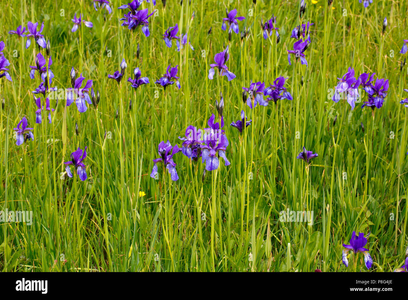 Sibirische Iris (Iris pumila) Stockfoto
