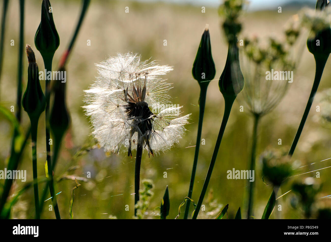 Grobe Hawk's-Beard (Crepis biennis) Stockfoto