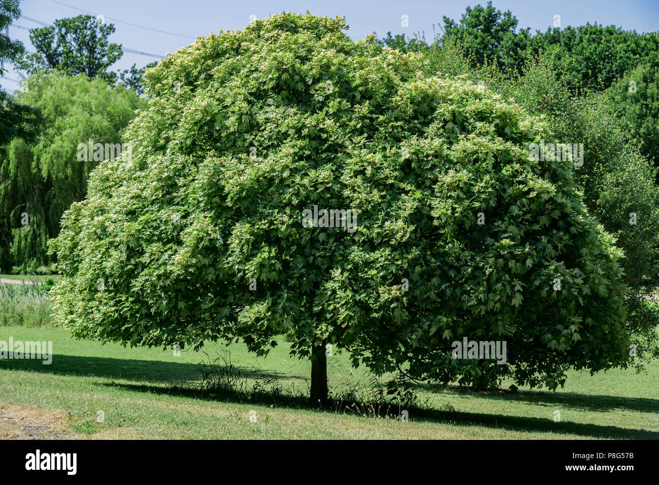 Acer pseudoplatanus Brilliantissimum Brilliantissimum, Bergahorn, Sapindaceae. Reife Ahorn. Stockfoto