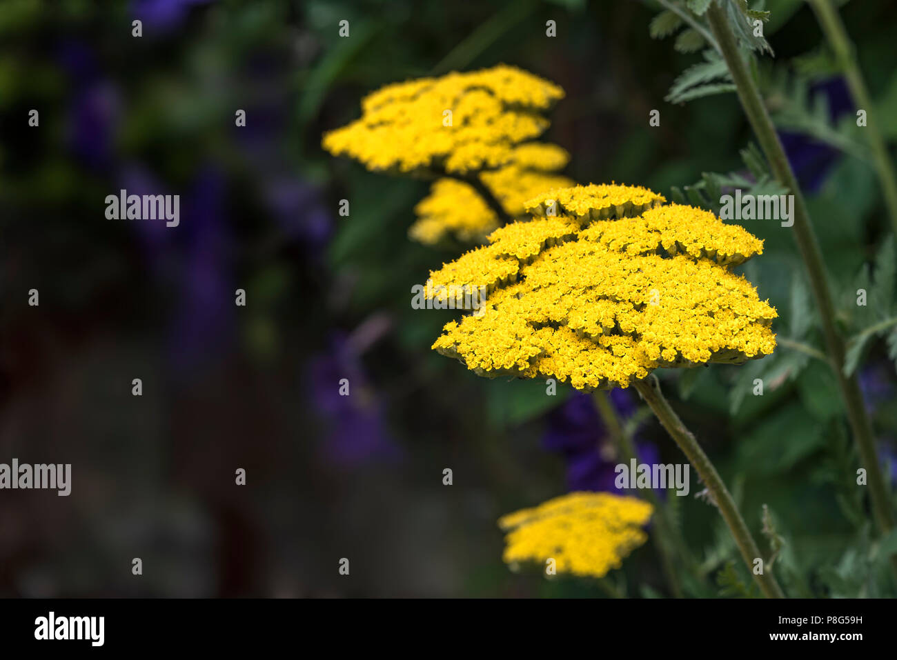 Achillea filipendulina Vergoldet, Asteraceae, Schafgarbe, millefolium. Gelbe Biene freundlich Blumen. Stockfoto