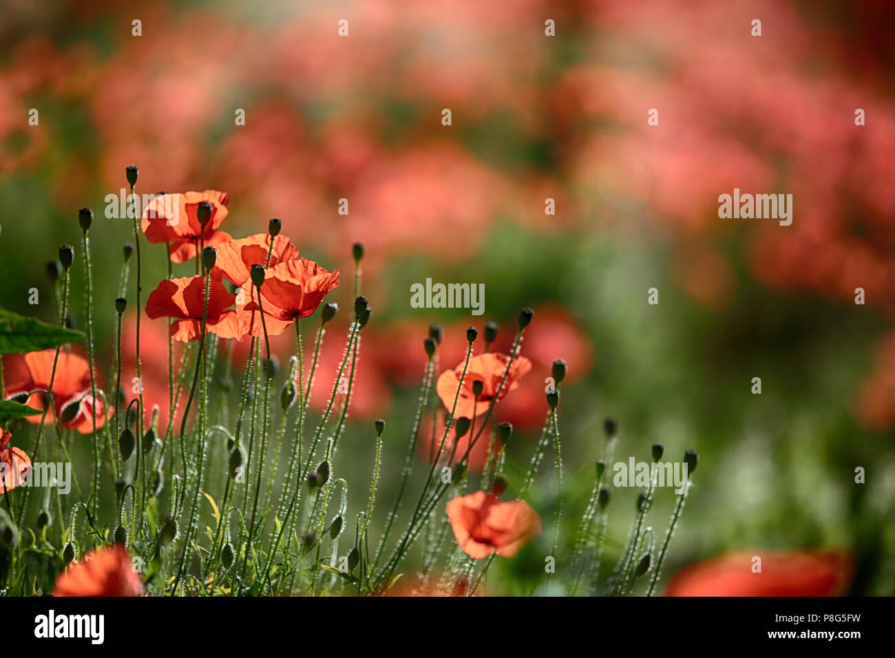 Rot Sommer Klatschmohn in den Chilterns Stockfoto