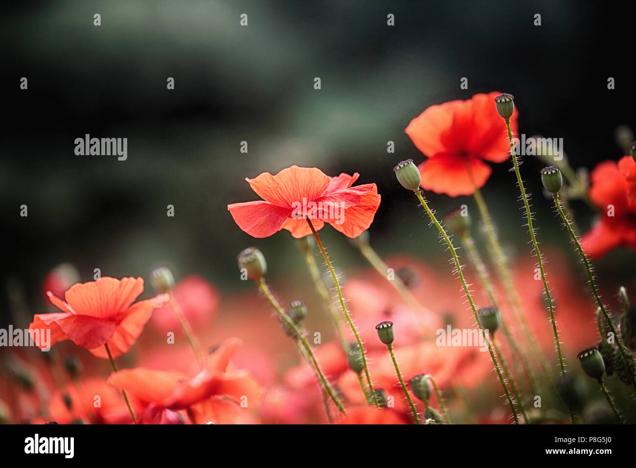 Rot Sommer Klatschmohn in den Chilterns Stockfoto