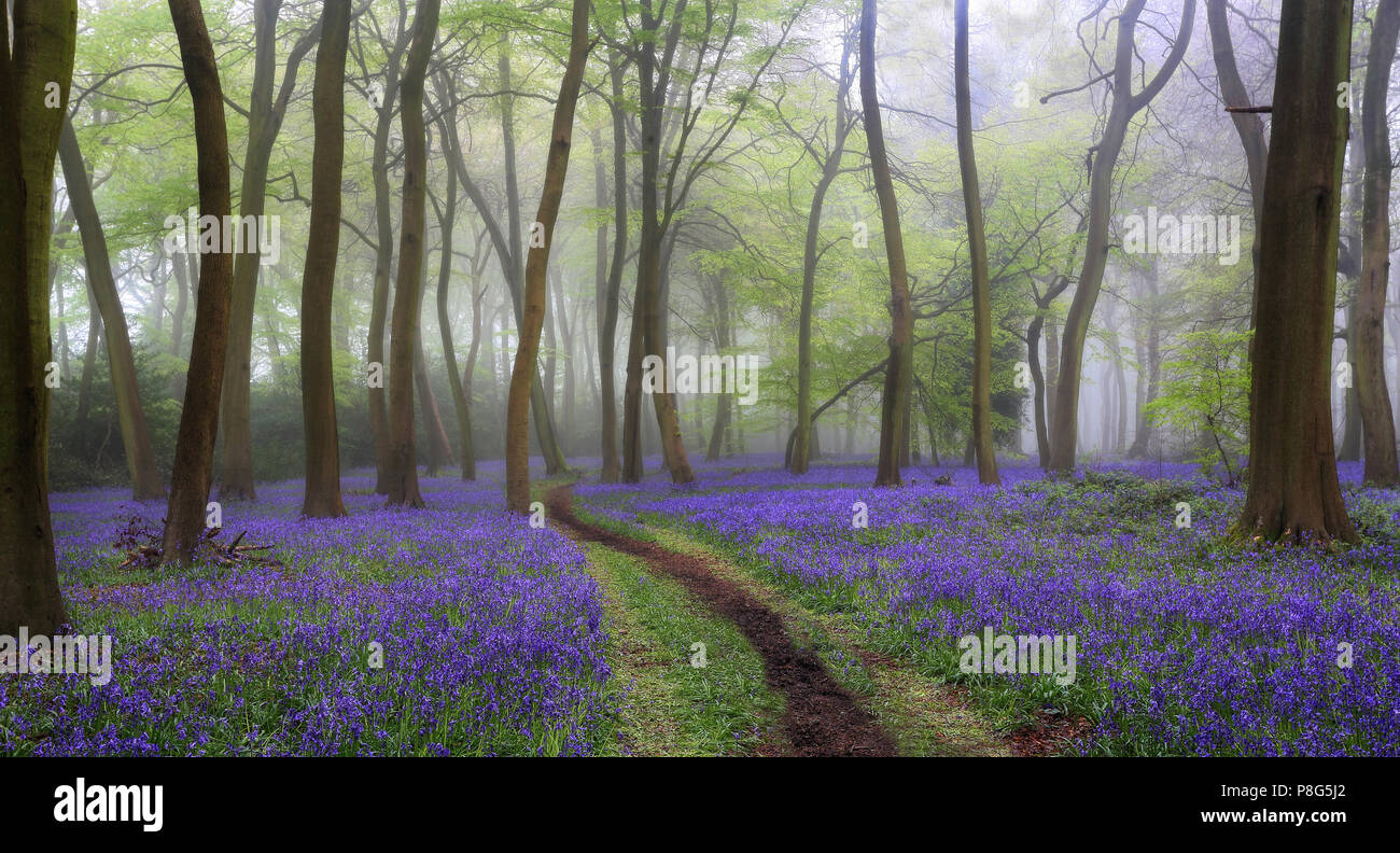 Feder Bluebell Wälder im den Chilterns, Oxfordshire Stockfoto