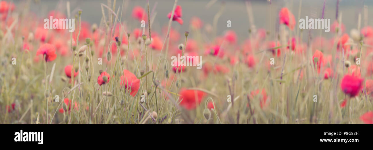 Nahaufnahme der Mohnblumen auf dem Feld Stockfoto