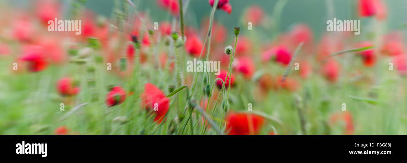 Nahaufnahme der Mohnblumen auf dem Feld Stockfoto