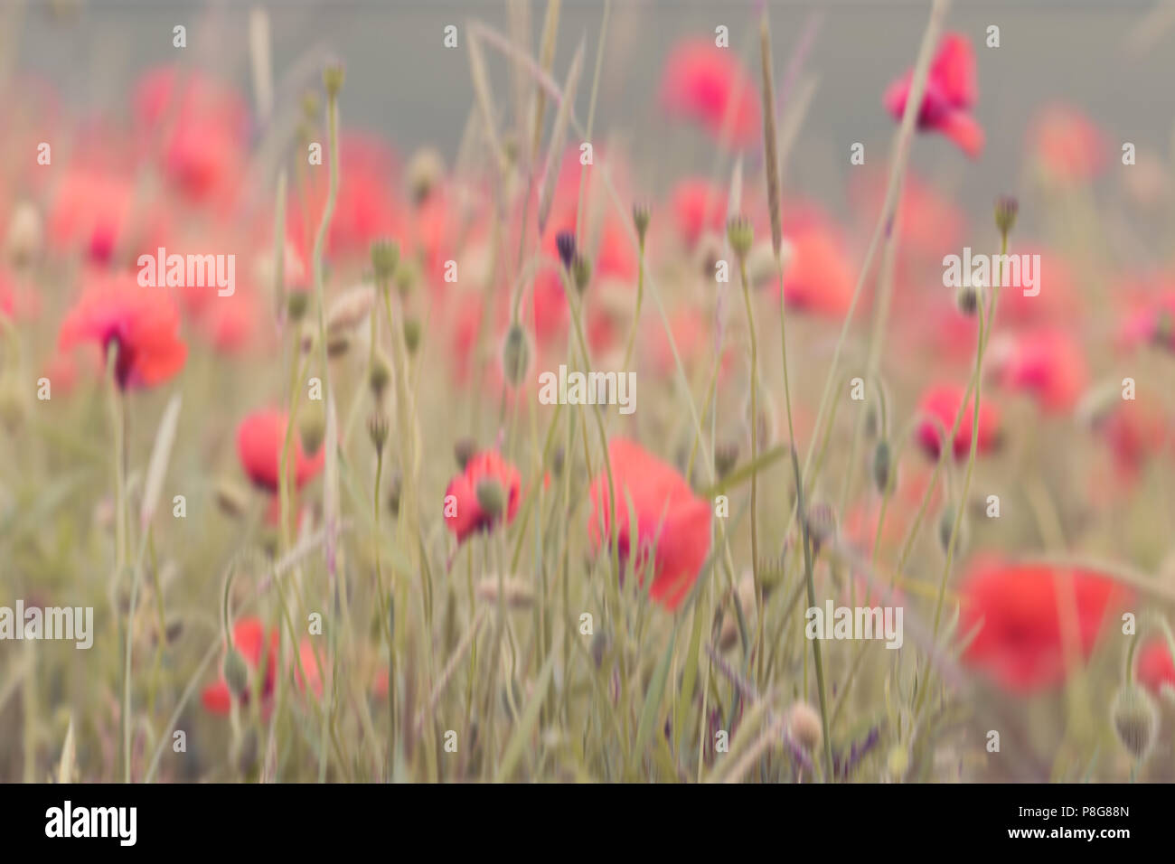 Nahaufnahme der Mohnblumen auf dem Feld Stockfoto