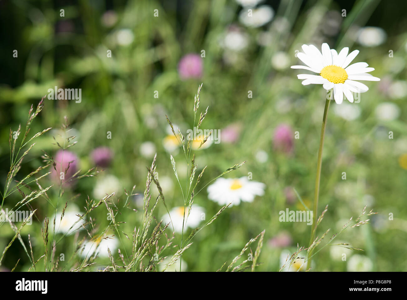 Idyllische, ländliche Szene mit Wildblumen in voller Blüte im Sommer in einer Blumenwiese Stockfoto
