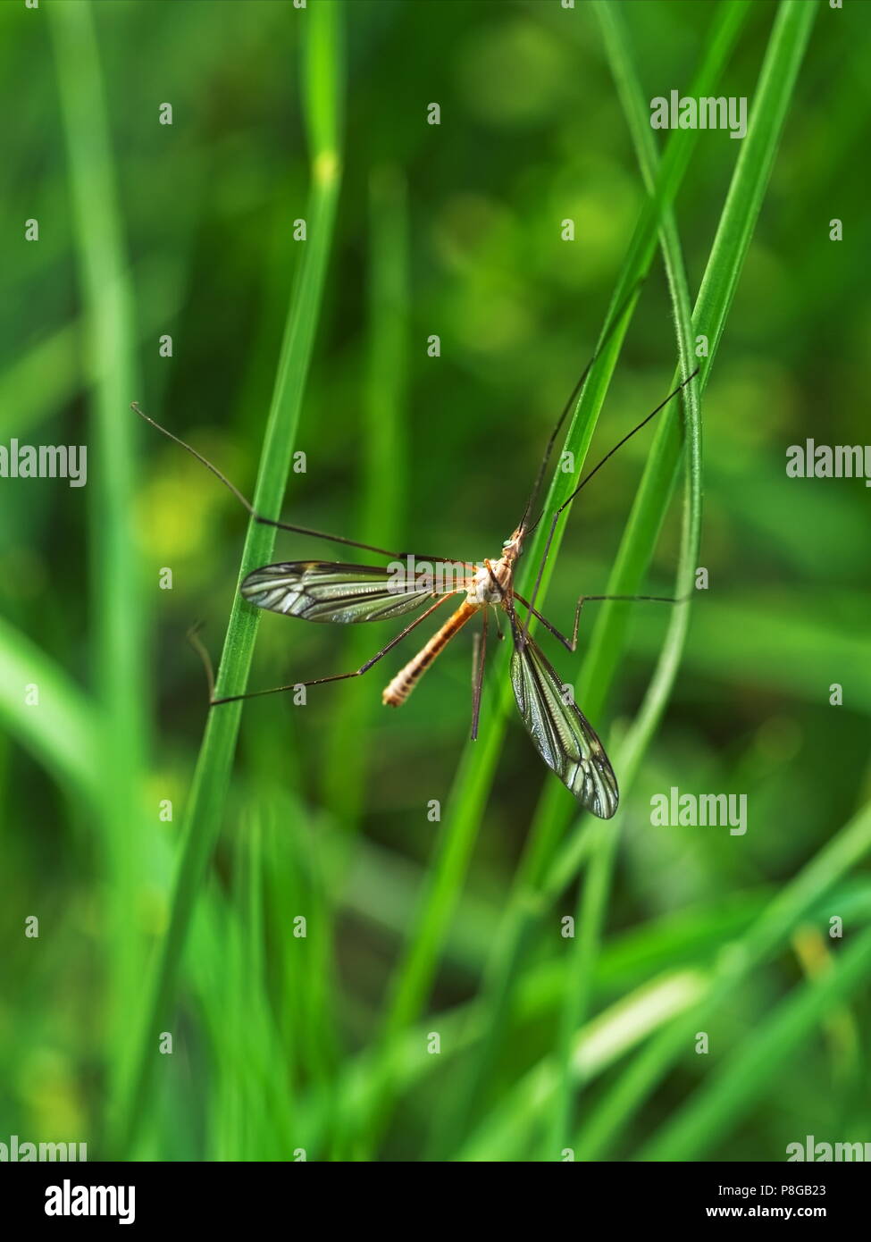 Big mosquito Zwischen grünen Pflanzen Stockfoto
