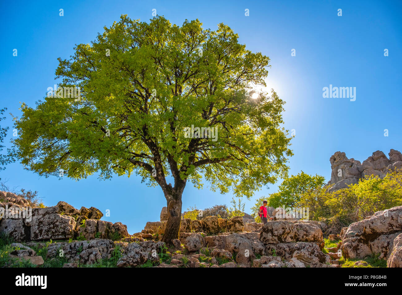 Torcal de Antequera, Erosion arbeiten an Jurassic Kalksteine, Provinz Málaga. Andalusien, Süd Spanien Europa Stockfoto