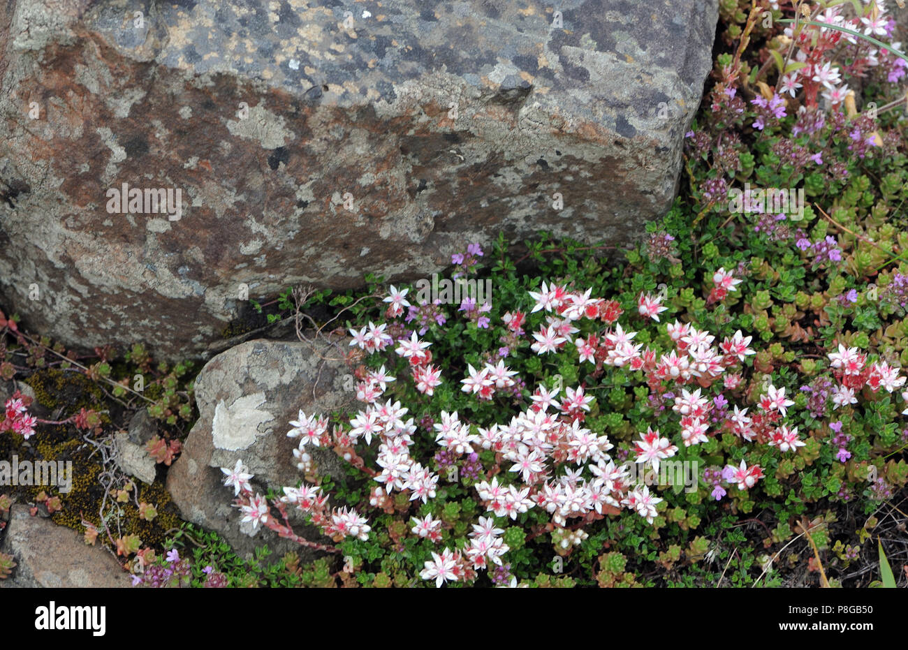 Englisch Fetthenne (Sedum anglicum) und wilder Thymian (Thymus Beurre) wachsen unter den Basalt Felsen am Giants Causeway. Bushmills, Antrim, Nordirland Stockfoto