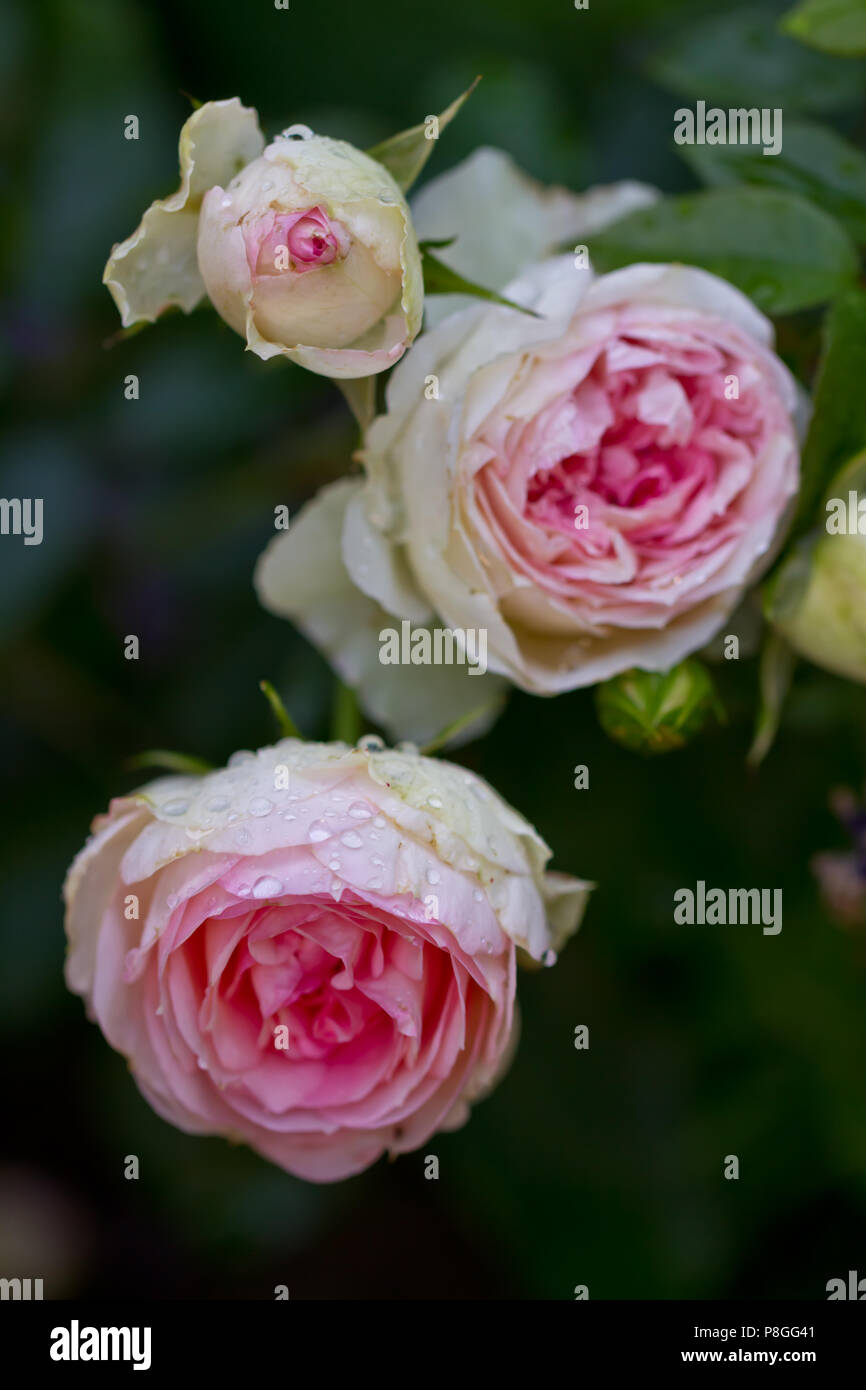 Rosa Rambler Rose nach einer Dusche am Valentinstag Stockfoto