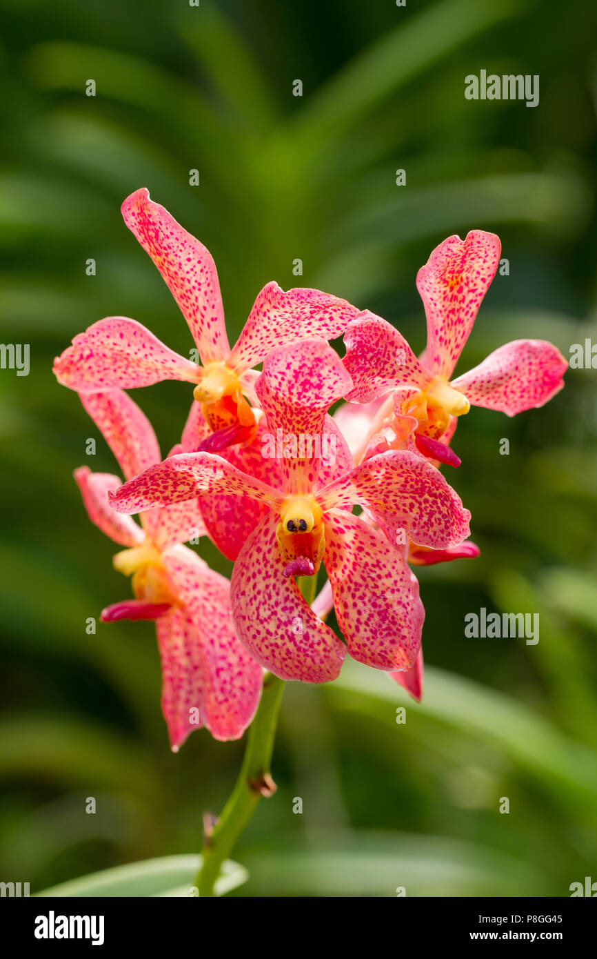 Pink Orchid Nahaufnahme Stockfoto