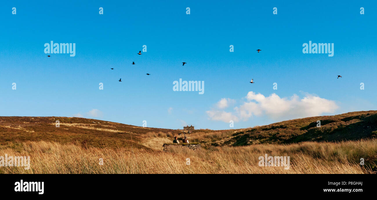 North Yorkshire, England UK - Eine grouse Moor im Frühherbst eine Packung grouse Fliegen über die Waffen während einer angetriebenen Moorhuhn schießen Stockfoto