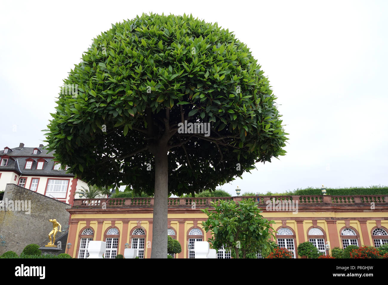 Bay Tree in den Gärten des Schloss in Amorbach In Deutschland Europa Stockfoto