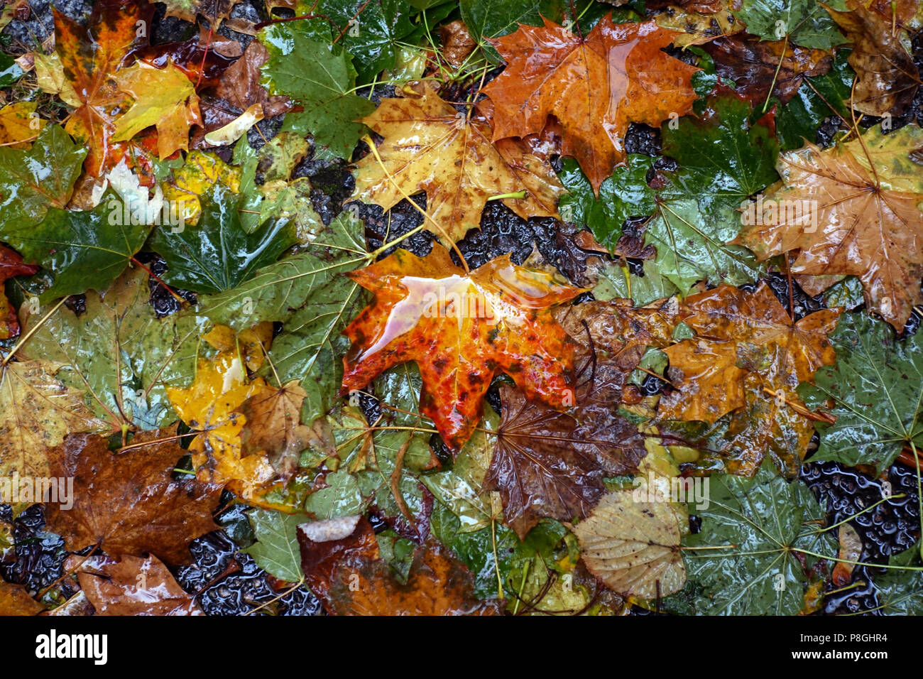 Berlin, Deutschland, nasse Blätter im Herbst Stockfoto