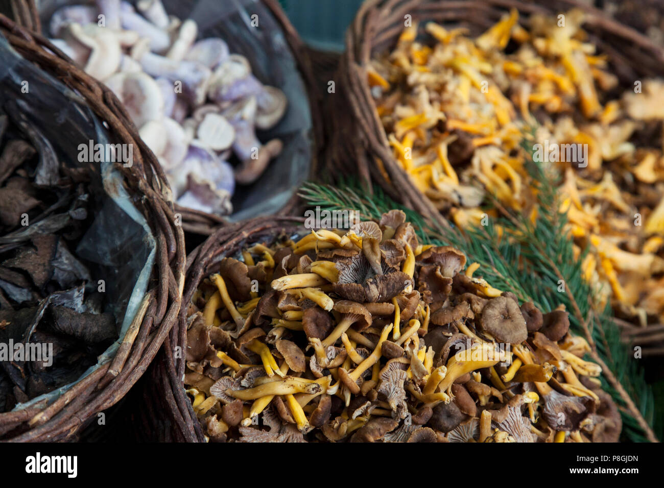 Gemischte Pilze in Weidenkörbe am Marktstand Stockfoto