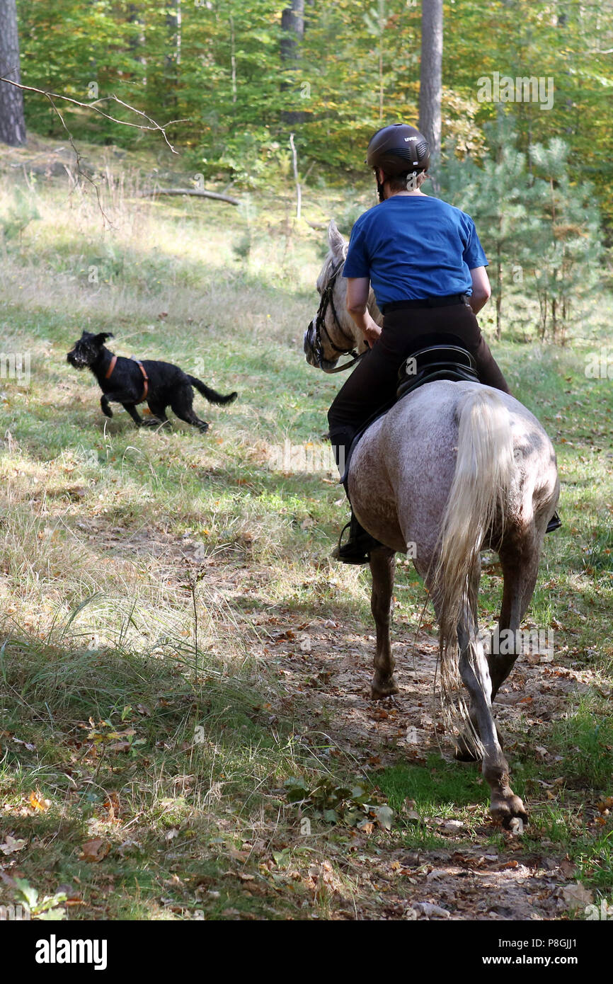Zernikow, Frau trifft ein frei laufender Hund während der Fahrt in den Wald Stockfoto