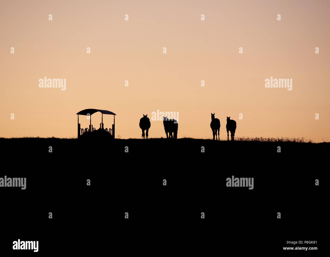 Gesterget Goerlsdorf, Silhouette, Pferde sind in der Morgendämmerung auf der Weide Stockfoto