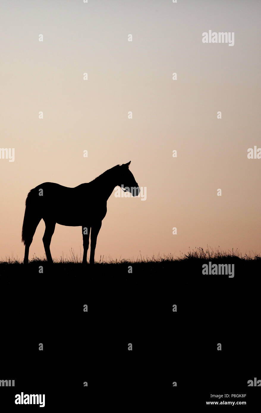 Gestüt Goerlsdorf, Silhouette, Horse steht in der Morgendämmerung auf der Weide Stockfoto