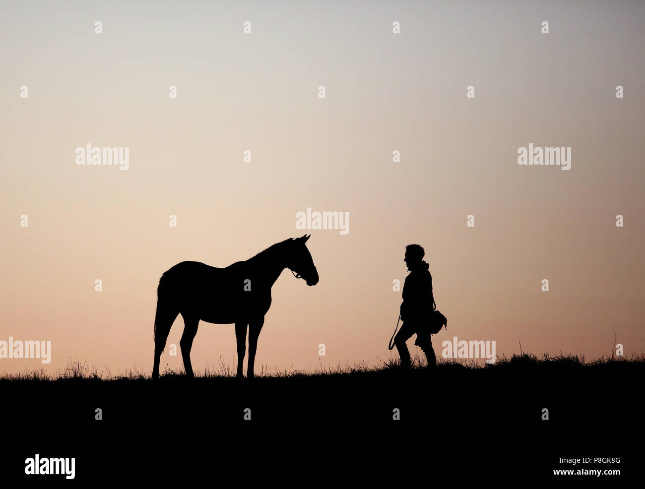 Gestüt Goerlsdorf, Silhouette, man ist zu Fuß in Richtung ein Pferd in der Dämmerung in einer Weide Stockfoto