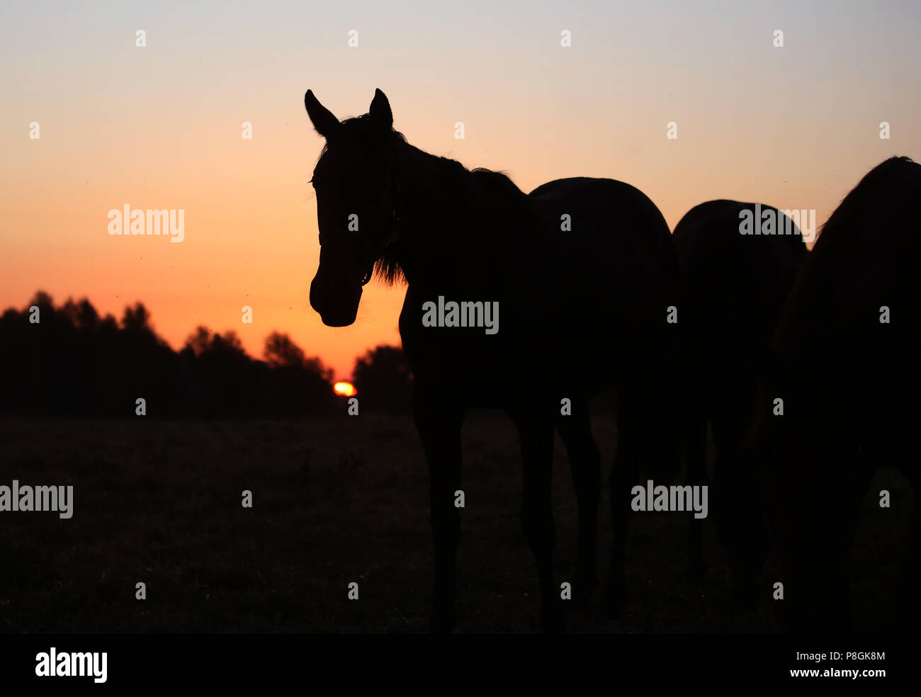 Gestüt Goerlsdorf, Silhouette, Horse steht auf der Weide bei Sonnenaufgang Stockfoto