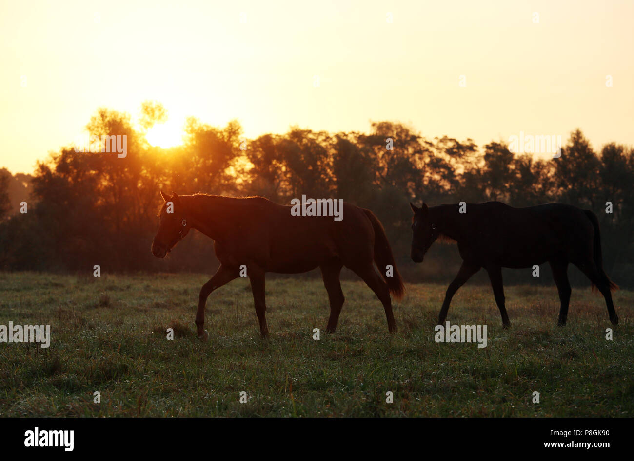 Die verzierte Goerlsdorf, Silhouette, Pferde bei Sonnenaufgang in Schritt auf der Weide Stockfoto