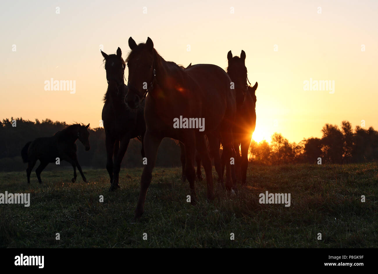 Die verzierte Goerlsdorf, Pferde bei Sonnenaufgang auf der Weide Stockfoto