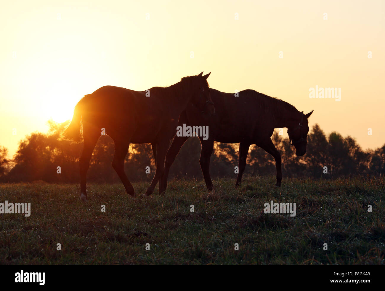 Die verzierte Goerlsdorf, Silhouette, Pferde bei Sonnenaufgang in Schritt auf der Weide Stockfoto