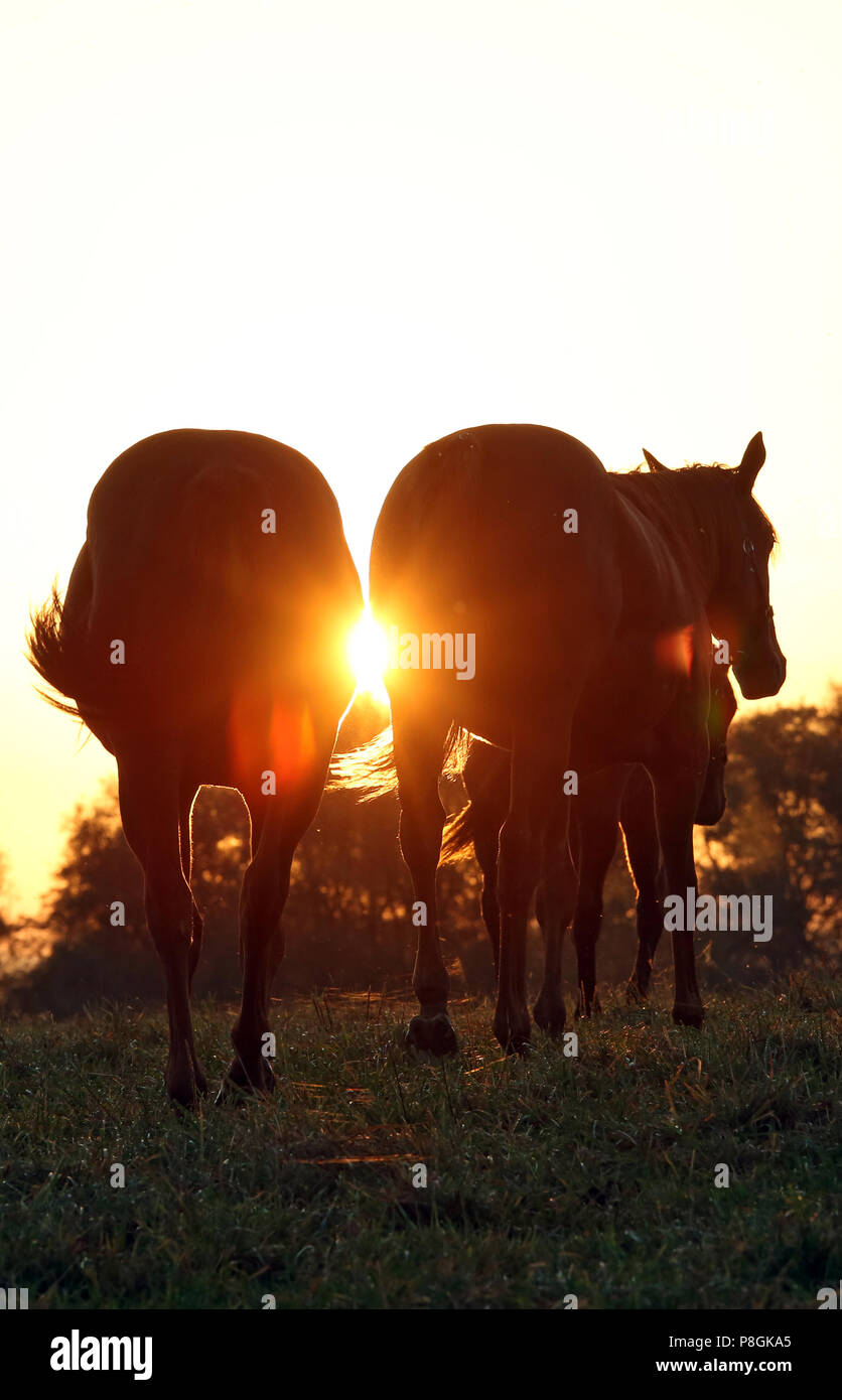 Die verzierte Goerlsdorf, Silhouette, Pferde bei Sonnenaufgang in Schritt auf der Weide Stockfoto
