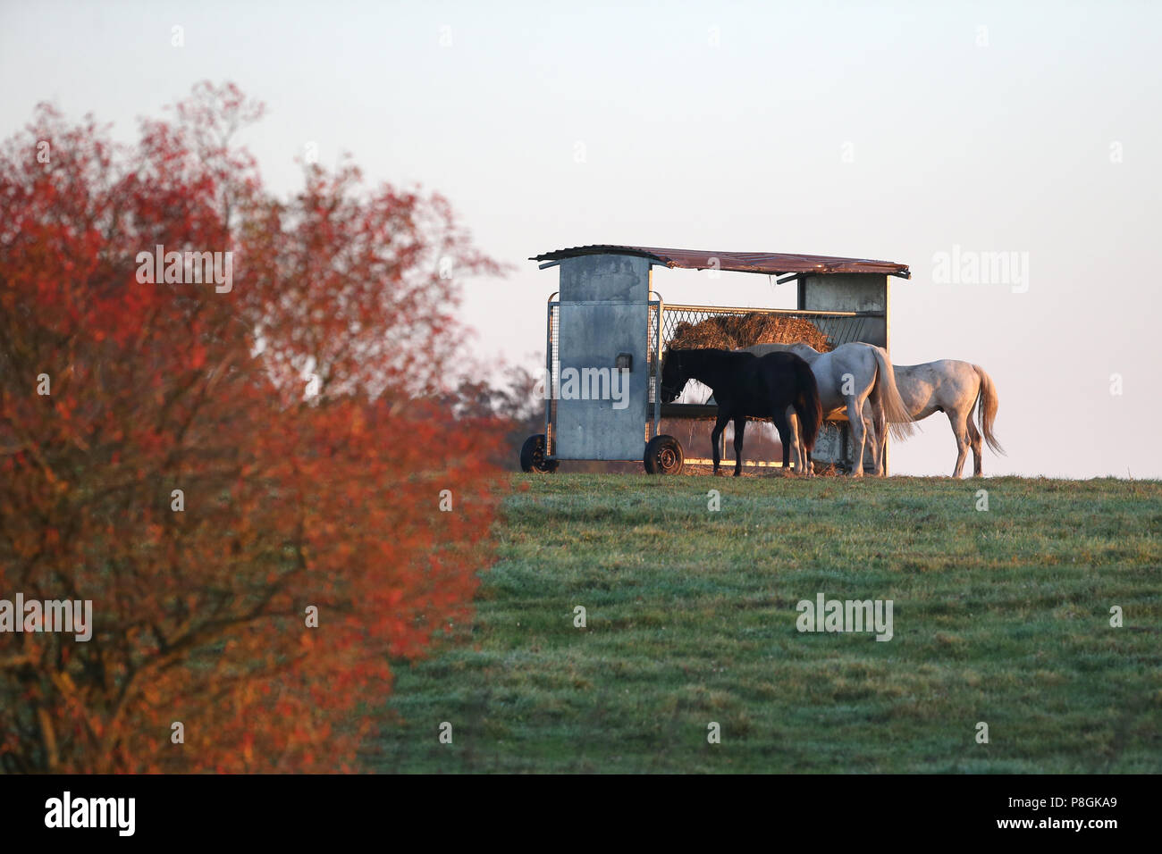 Gestüt Goerlsdorf, Pferde Essen in der Weide von einem überdachten Heuhaufen Stockfoto