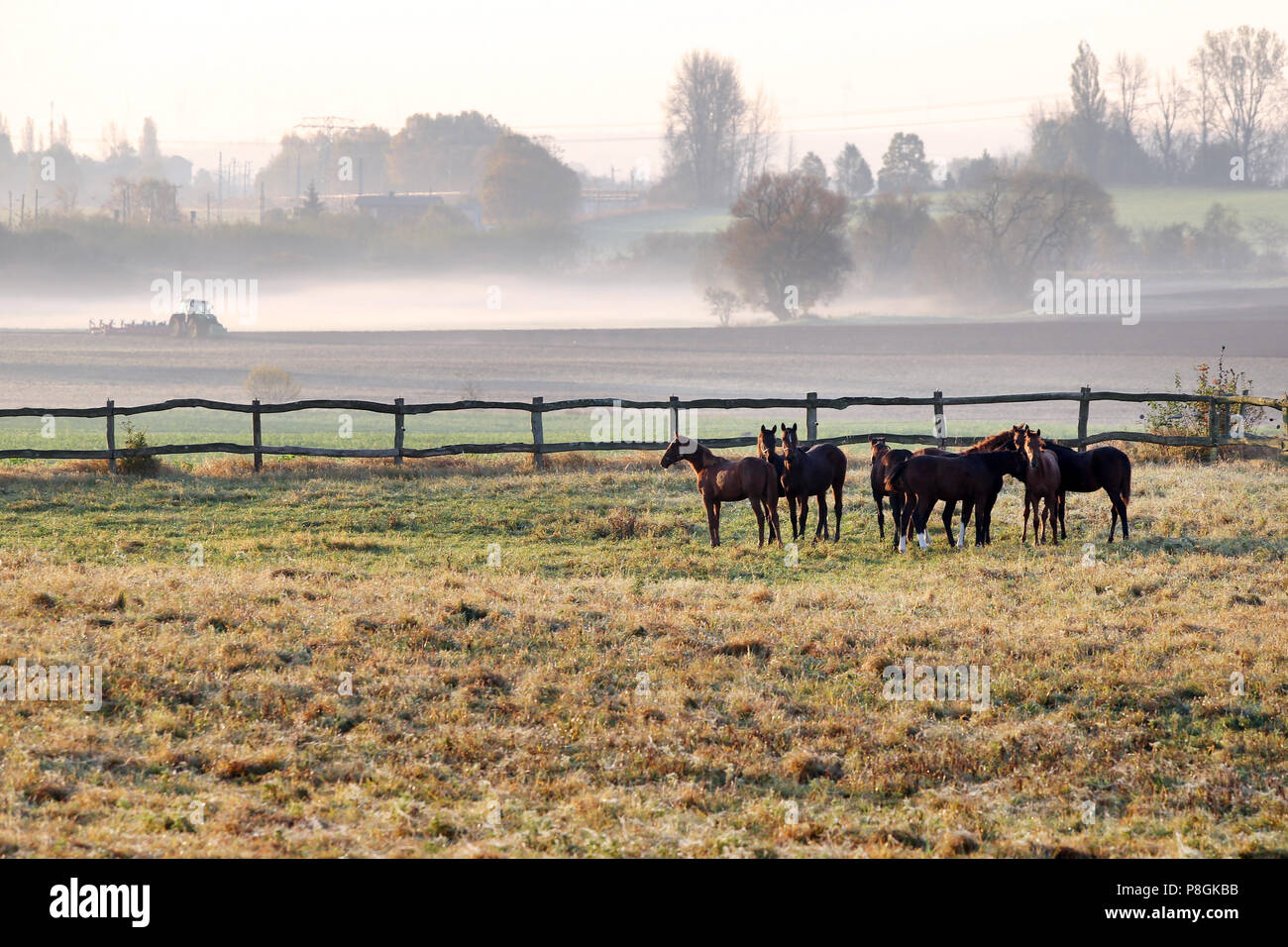 Gesterget Goerlsdorf, Pferde sind am Morgen auf der Weide Stockfoto